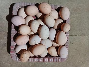 Yemlər: Toyuq, Yumurtalıq, Ünvandan götürmə — 5