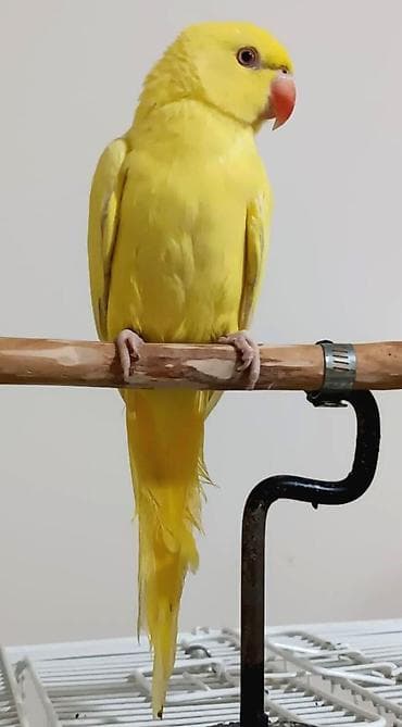 Sari rengde ojirella kim munasib qiymete satirsa almaq