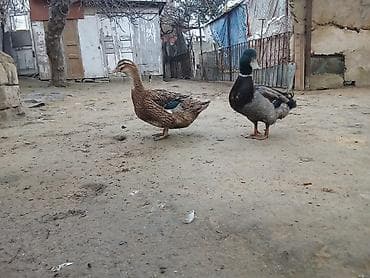 Atlar: Erkək, Damazlıq — 5