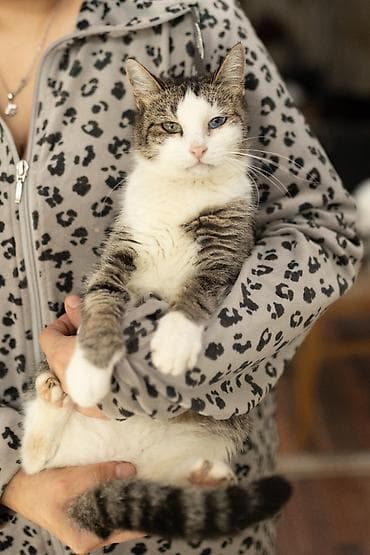 qara pişik: Dişi, Yaxşı əllərə, Ünvandan götürmə — 2