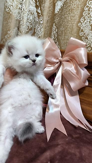 pers pisiyi satilir: Şotland uzun tüklü — 5