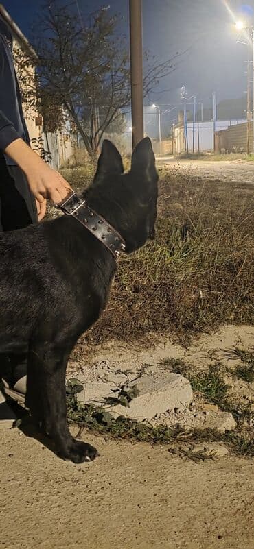 немецкая овчарка цена в баку: Немецкая овчарка — 7