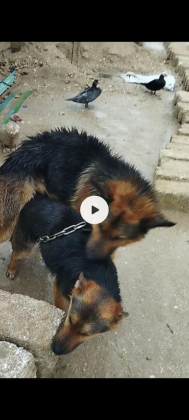 alman afcarkasi: Alman çoban iti, 1 ay, Erkek, Peyvəndli, Ünvandan götürmə — 1