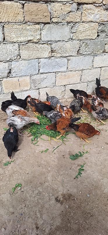 fireng toyuqu: Toyuq, Yumurtalıq, Ödənişli çatdırılma — 8