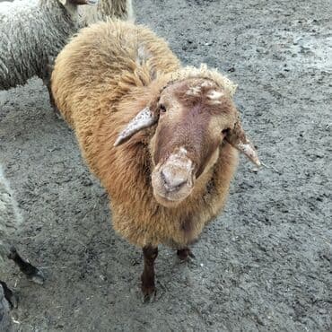 Mercedes-Benz: 6 qoyun boğaz 1qoc bir yawi var qiymeti 2500 manat — 1