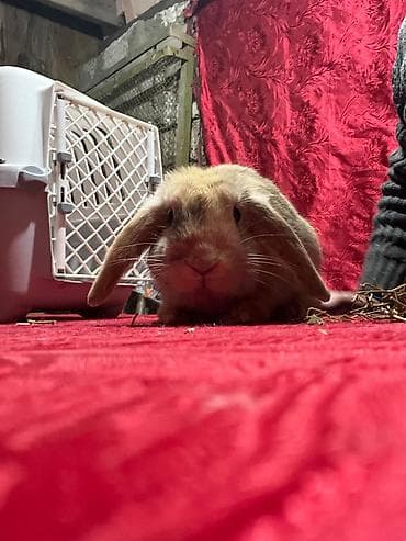Holland Lop (aşağı sallanan qulaqlı) miniatür dovşan 5ayliq - Cins