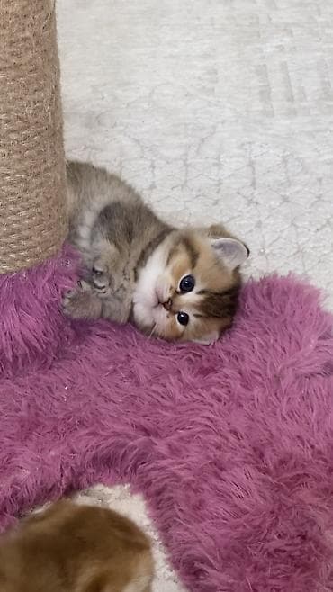 сколько стоят кошки: Британская, Самка, Для вязки, Бесплатная доставка — 10