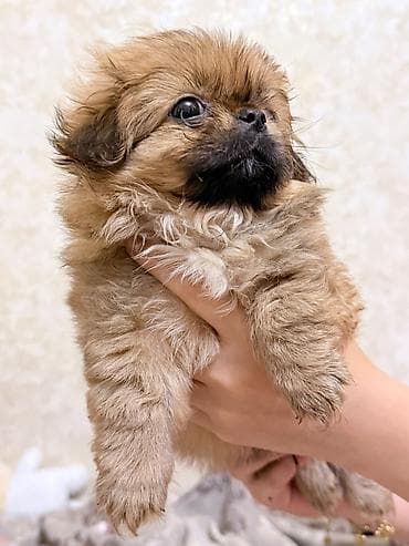 heyvanlar: Pekines — 4