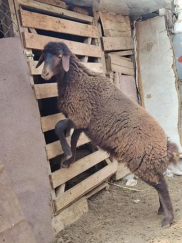 scottish fold qiyməti: Qala Erkey quzu tam sağlam 4ay 10 günlükdü qoçluğa yarıyır — 2