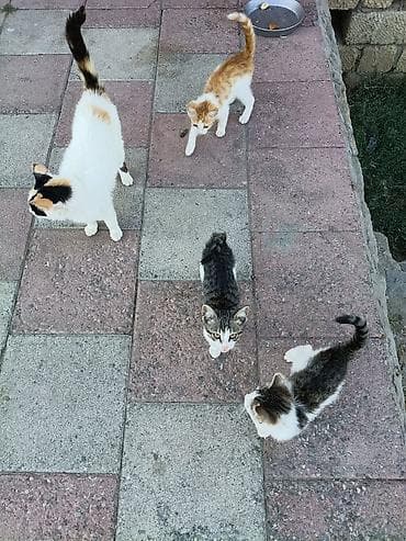 bala tutuquşu: Yaxşı əllərə — 9