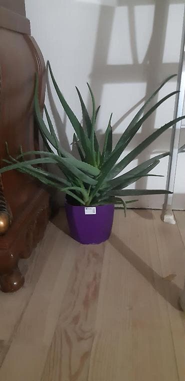 30 yas sekilleri: 11 illik aloe.min bir derdin dermani — 2