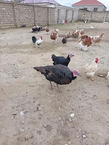 Fətəli xoruzlu kq 15 m ünvan buzovna yerli deyil brozdur Təsvir: - — 3