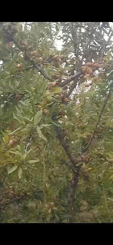 quru çay: Məhsul: Badam bağından təzə yığılmış badam (qabıqlı) Təsvir: - — 4