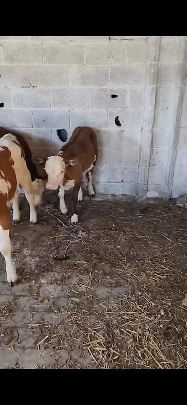 cins toyuqlarin satisi: Satılır: 3 baş dana - Cins: qarışıq südlük-ətlik tip (qırmızı-ağ — 9