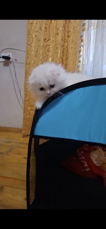 van pisiyi qiymeti: Şinşilla, Dişi — 5