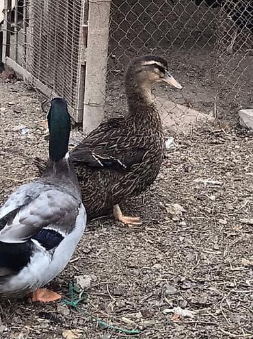 K/t heyvanları və malları: Erkək, Ətlik — 1