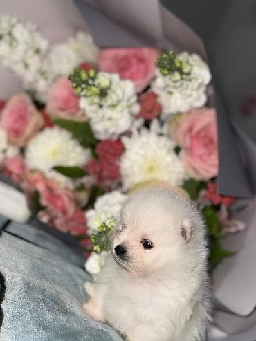 Птицы: Шпиц — 1