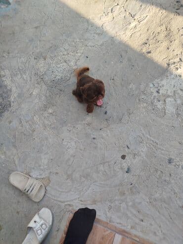 pekines balaları: Pekines, 6 ay, Erkek — 10