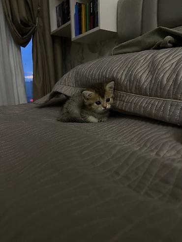 pisik sekilleri: Şotland — 10