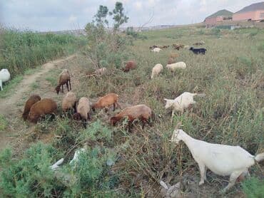 Inəklər, öküzlər: Dişi, Qala, il: 1, 60 kq, Damazlıq, Ünvandan götürmə — 2