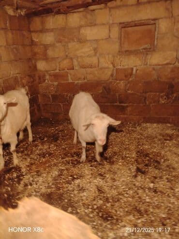 Toyuqlar: Qiymət cütünə ayıdır cütü 650 manata sani boğaz keçilər di isteyen — 3