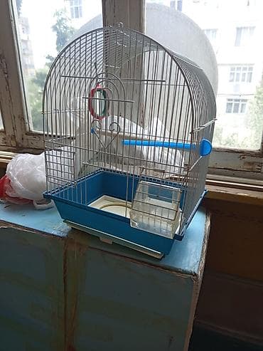 ucuz heyvanlar: Quş qəfəsi – kiçik və orta ölçülü ev quşları üçün - Material: möhkəm — 2