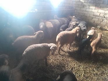 Satılır – xırdabuynuzlu 44 quzudu biri 215 kom secmek 220azn kom Alana