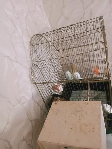 Quşlar: 📍Endirim olunacaq📍 Hazır Təmiz qan lutino çexlər.Qəfəs qarışıq — 2