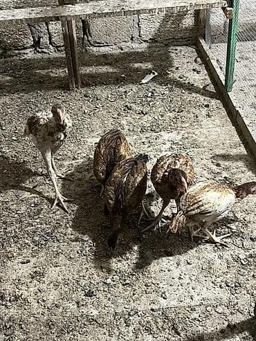 shamo heyrati: Heyratılardır. 5 ədəddir. Real alıcılar yazsin — 4