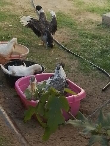 ördək balası və cücə: Ev şəraitində bəslənən ördəklər - Növ: məişət üçün saxlanılan — 1