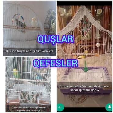 QUŞLAR disi erkek Şekillerde qiymətlər məlumatlar qeyd olunub unvan lalafo.az -da QUŞLAR disi erkek Şekillerde qiymətlər məlumatlar qeyd olunub unvan
