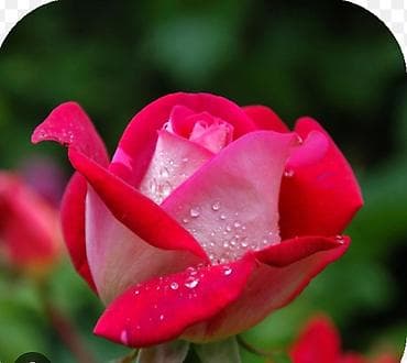 bakı tikiş evi iş saatı: Ofis menecer, katib, 40 yaş, 1 ildən az təcrübə, Dəyişən növbəli — 2