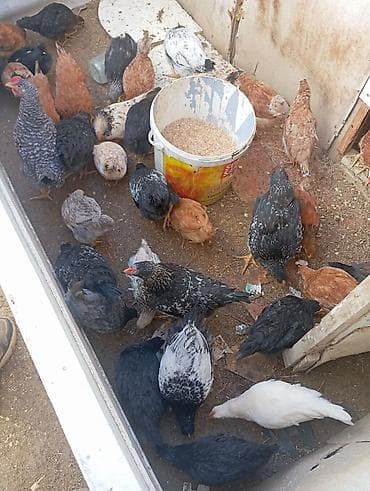 yaponka cuce: Toyuq cücələri, Ətlik — 2