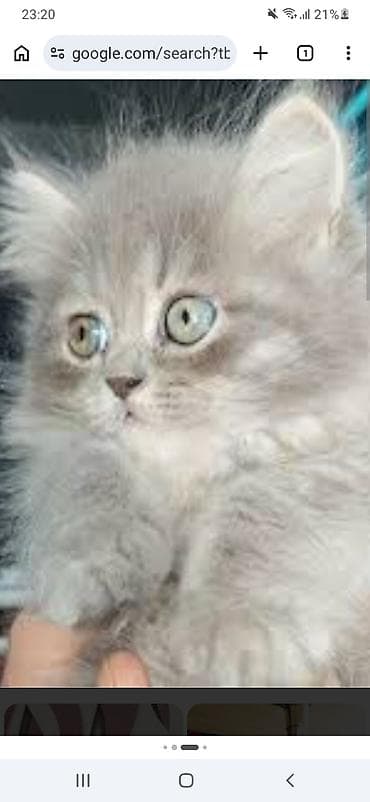 Bu gozel piwikleri seven daye kim isterse baxiram neqeder muddete