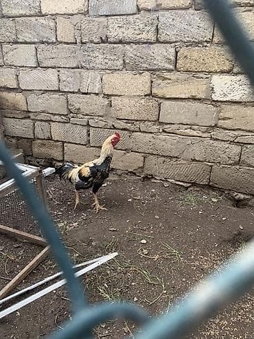 xas: Xüsusi rənglərlə göz oxşayan ev toyuğu xoruzu - Növ: xoruс (ev — 2