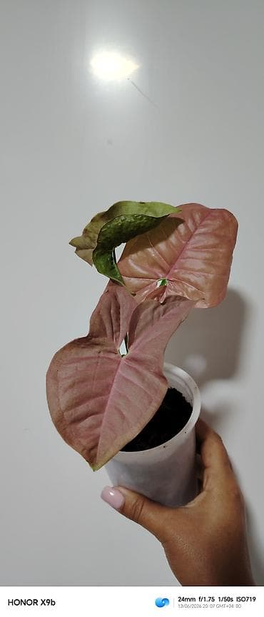Otaq bitkiləri: Otaq bitkiləri – Syngonium kolleksiyası (3 müxtəlif növ) - Syngonium — 1