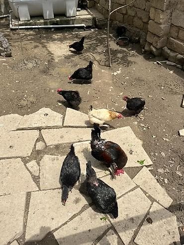 С/х животные и товары: Курица, Для разведения — 2