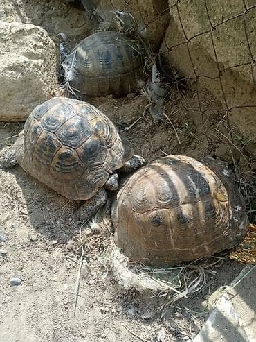 cuce ucun su qabi: Rus tısbağaları – 3 ədəd - Növ: Quru tısbağa (Testudo horsfieldii – — 3