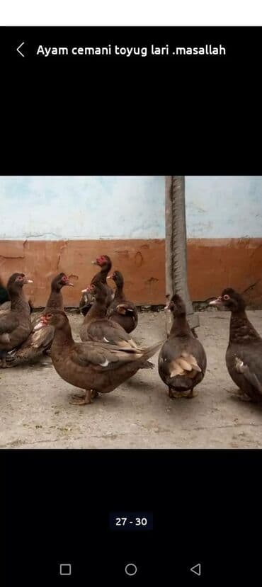 cücə və xoruz: Salam Ayam cemani,,. argenal.yumurtasi,cucesi.colpasi,,xoruzu.toyugu — 8