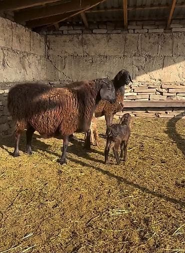 at balaları: Saxlama üçün damda bəslənən, yerli ətlik istiqamətli qoyunlar – — 6