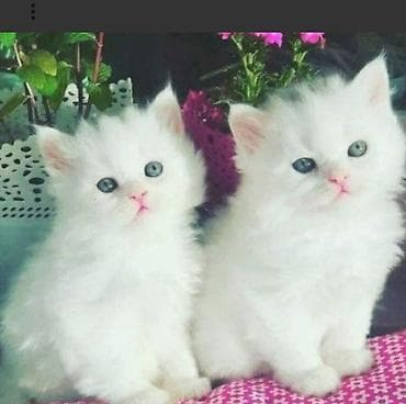 şinşila pişik haqqında məlumat: Yaxşı əllərə — 2