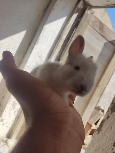 dovsan: Mini dekorativ dovşan balası karlik böyümüyen doşanlar 1 həftəlik — 3