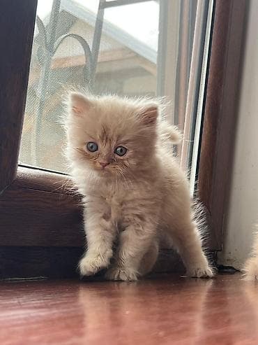 mingəcevir pişik: Şotland — 3