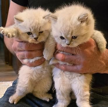 Gəmiricilər: Şotland, Erkək, Dişi, Yaxşı əllərə, Ünvandan götürmə — 3