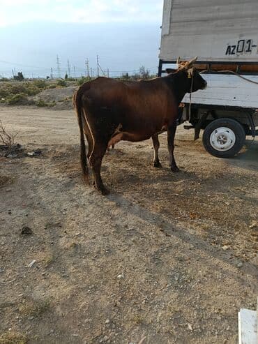 cins ineklerin satisi 2019: Dişi, il: 5, 400 kq, Ətlik, Ünvandan götürmə, Ödənişli çatdırılma — 5