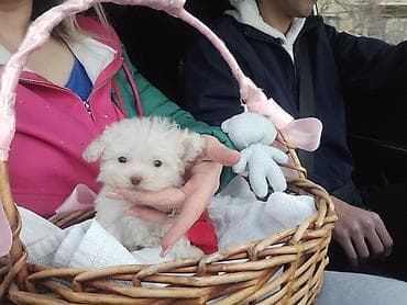 heyvan sekilleri: Pudel, 2 ay, Dişi, Peyvəndli — 2