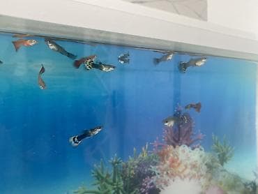 heyvan sahibləndirmə: Dördbucaq akvarium, Balıqlarla birlikdə, 15 l, Ünvandan götürmə — 3