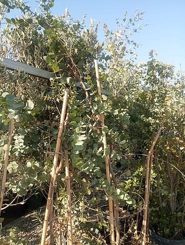 çöl bitkiləri: Bağ-bitki uşaq bağçası üçün müxtəlif dekorativ bitkilər və ağaclar — 5