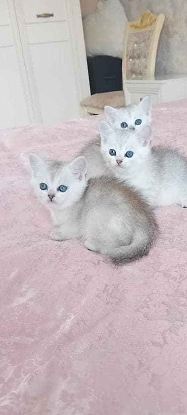 шиншилла: Шиншилла — 2