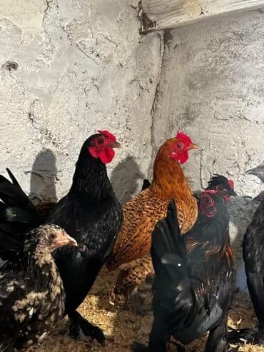 Akvarium aksessuar və ləvazimatları: Toyuq, Damazlıq — 1